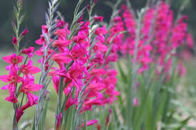 Image result for Gladiolus zambesiacus