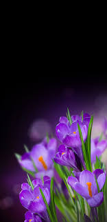 Pin Auf Blumen