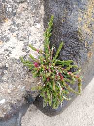 Image result for Salicornia perrieri