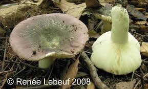 Image result for Russula variata
