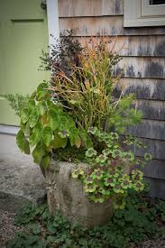 End Of The Season Container Report Garden Foreplay Container Gardening Shade Plants Silver Falls Dichondra