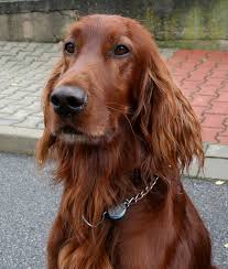 Image result for irský setr