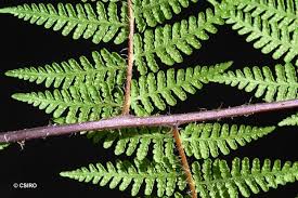 Image result for Thelypteridaceae