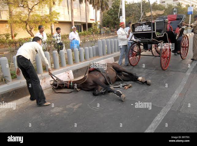 Horse collapse , Ghoda Gadi , Horse cart , Marine Drive , Bombay , Mumbai , Maharashtra , India , Indian fallen horse , Asia Stock Photo - Alamy