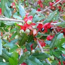 Image result for Ochna natalitia
