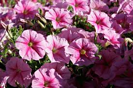 Mississippi native plants and environmental education. Petunia Plant Britannica