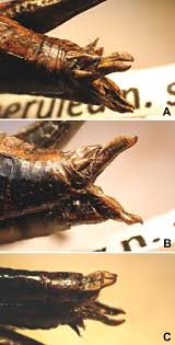 Image result for Burttia