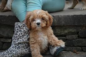 Americanlisted features safe and local classifieds for everything you need! Cavoodle Puppies Charlotte Nc