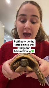 Tortoise Hibernation: Essential Care Tips for Pet Owners