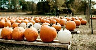 Apr 18, 2020 · click to read full answer. Is Pumpkin Good For Diabetics
