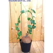 Image result for Cyclantheropsis parviflora