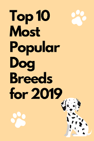 Most Popular Dog Breeds For 2019 Petplace Com In 2020 Dog Breeds Most Popular Dog Breeds Dogs