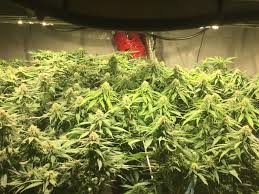 Comment on best led grow lights reviews for cannabis 2020 by bill. Cob Led Lighting Components Parts Canada Custom Builds Available