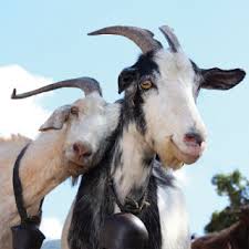 Lebih dari 80 peserta hadir. Berapa Modal Mulakan Penternakan Kambing Rujukan Niaga