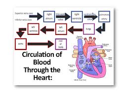 circulatory system learning objectives 1 identify the main