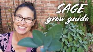 Sage Growing Guide: Plant, Care, Prune, Harvest, & Dry
