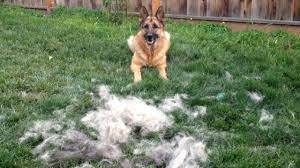 This is an important question you should ask yourself before buying one. How To Brush Your German Shepherd Dog Timelapse Youtube