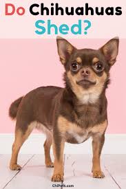 Now, the actual amount of shedding. Do Chihuahuas Shed Chi Pets Chihuahua Cute Chihuahua Chihuahua Puppies