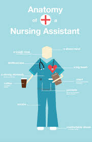 Anatomy Of A Nursing Assistant Infographic Nursing Assistant Nursing Assistant Training Certified Medical Assistant