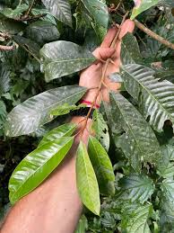 Image result for Chrysophyllum gorungosanum