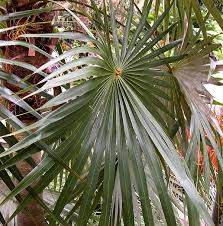 Image result for Coccothrinax argentea