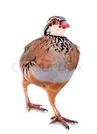 Image result for Alectoris rufa