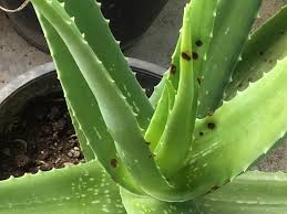 Brown aloe vera has soft spots in the leaves and a plant with puckered leaves that are discoloring may be too dry. Aloe Vera With Strange Spots My 4 Year Aloe Vera Plant Has Suddenly Grew Strange Brown Spots All Over I Ve Researched About It But I M Not Sure Which Disease It Is I D