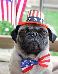 Happy Independence Day Patriotic Pets Patriotic Dog Doug The Pug