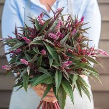 Image result for Celosia
