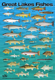 poster fish of the great lakes by wisconsin sea grant