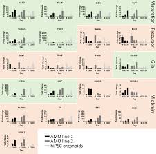 Which animal cell junction is correctly matched with its function. A Fully Automated High Throughput Workflow For 3d Based Chemical Screening In Human Midbrain Organoids Elife