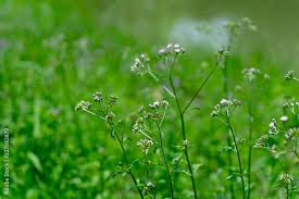 Image result for Vernonia cinerea