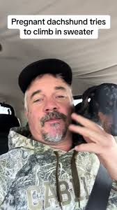 Dachshund Climbs in Shirt