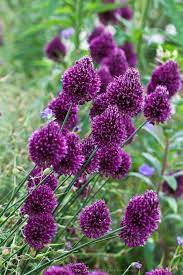 Drumstick Allium Pretty Flowers Purple Flowers Allium Sphaerocephalon