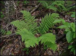 Check spelling or type a new query. Leatherwood Fern Hinsdale Nurseries