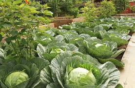 If you are looking for the best garden fertilizer to provide your plants with the nutrients you need, you don't. Garden Fertilizer Basics Key Things To Know Joe Gardener