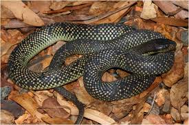 Hasil gambar untuk Mulga snake