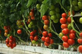 It can yield up to 35kgs of tomatoes per plant. How To Grow Hydroponic Tomatoes Everything You Need To Know