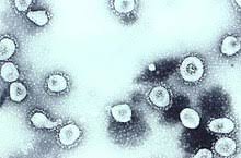Coronavirus - Wikipedia