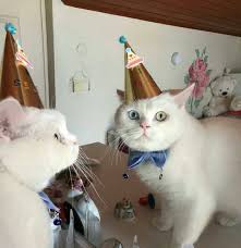 Guzellik Kralicesi Gulay Krali Adli Kullanicinin Sevimliler Panosundaki Pin Kedi Kedicik