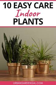 10 Easy Care Indoor Plants In 2020 Easy Care Indoor Plants Plants Low Maintenance Indoor Plants