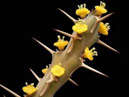 Image result for Centema subfusca