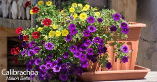 If these plants get at least a half of day of sun they should grow great. Petunia Care How To Grow And Keep Petunia Flowers Blooming