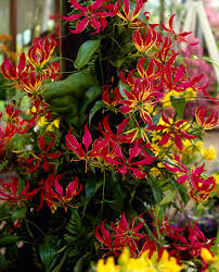 Image result for Gloriosa sessiliflora