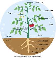 Label the 5 parts of a plant learn with flashcards, games, and more — for free. Shutterstock Puzzlepix