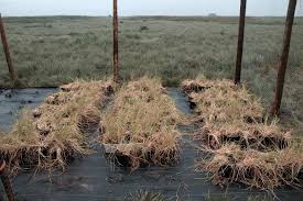 Image result for Glyceria fluitans