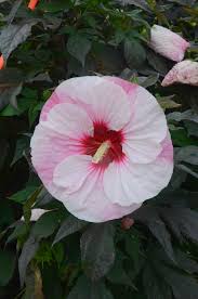 Although they are not dangerous to the point. Dwarf Pale Pink Hibiscus Desert Horizon Nursery