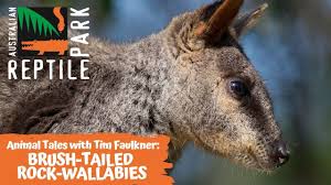 Wallabies are truly an exotic species, as they are not like any pet you've owned before. Animal Tales With Tim Faulkner Episode 17 Brush Tailed Rock Wallabies Youtube