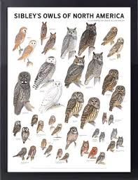 Birds Of North America Poster Framed Framed Sibley S Owls Of North America Poster Burung Hantu Owl Hewan
