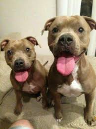 Romantic Dog Stuff Car Doggyview Dogstuffcollars Pitbull Terrier Pitbull Puppies Pitbull Dog